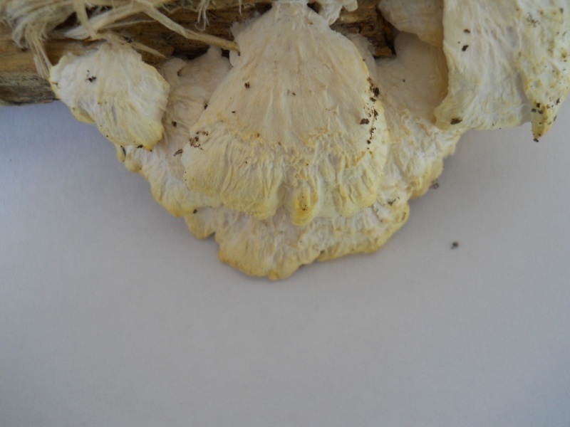 da determinare1 (Trametes pubescens)